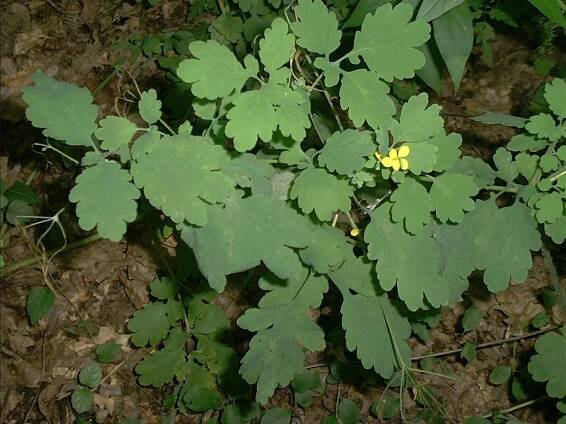 Chelidonium majus - vlaštovičník větší