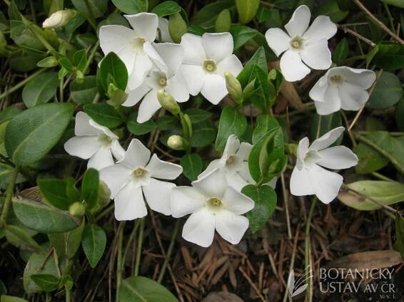 Vinca minor 'Colada' - barvínek menší | Lukáš Hrdinka | Autoři | iBotky.cz
