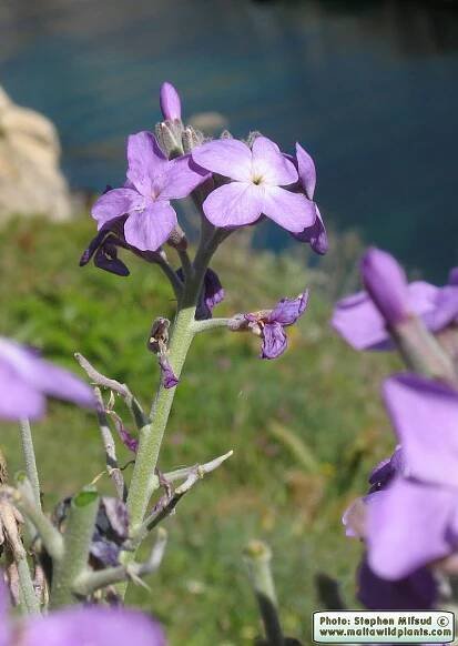 Matthiola incana subsp. melitensis / Maltese Stocks / Giżi ta' Malta