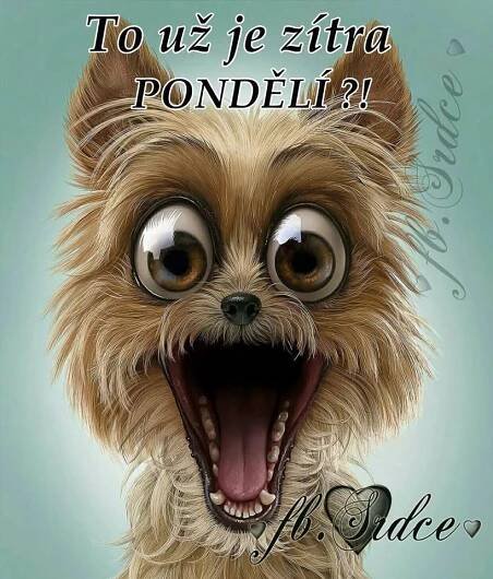 Pin di Milka Hudáková su Gify Ellie | Immagini divertenti di animali, Foto di animali divertenti, Foto di cani divertenti