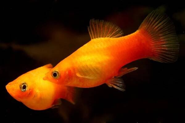 Xiphophorus maculatus Sonne - Plata sluneční 3 cm - ZooShopXXL.cz