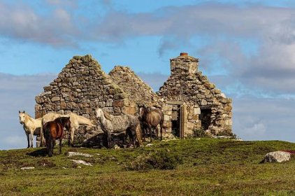Kuc Connemara wśród kamiennych ruin