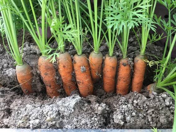 August | 2021 | Food Farm 