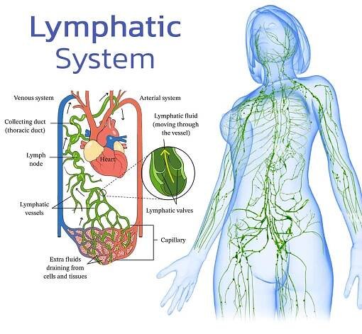 Lymfa detoxikační bylinný sprej