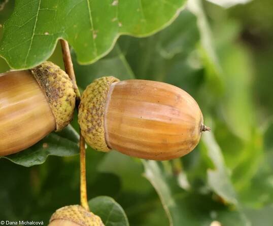 Quercus robur – dub letní (křemelák)