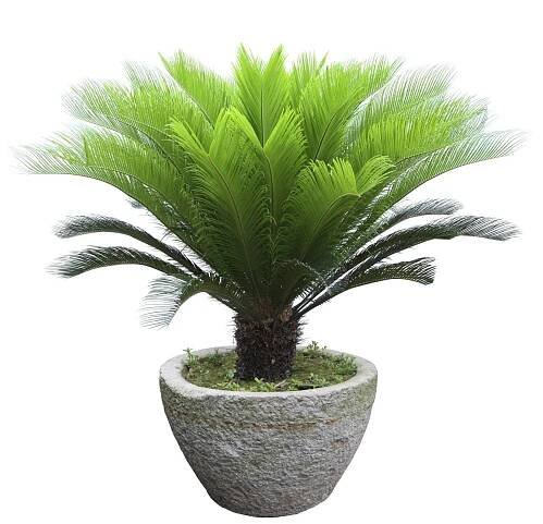 Palma Sagowiec Cycas Revoluta