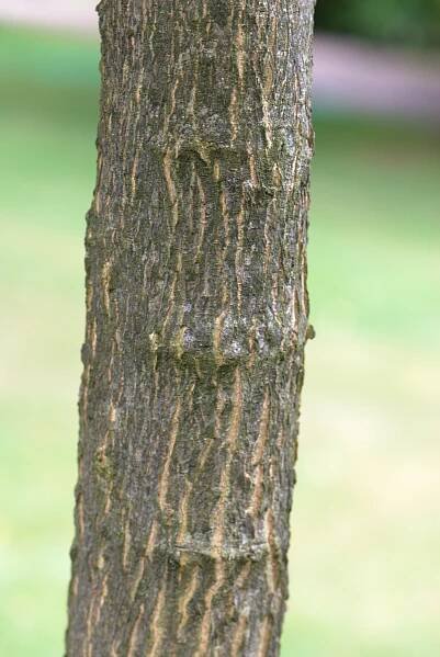 Břestovec západní (Celtis occidentalis), kůra, borka