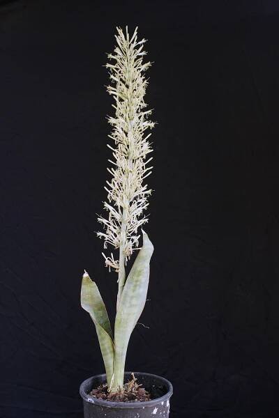 S. forskaoliana – International Sansevieria Society