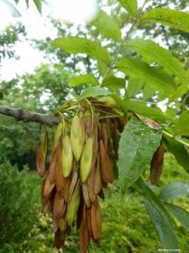 Jasan ztepilý - Fraxinus excelsior, plody, plodenství