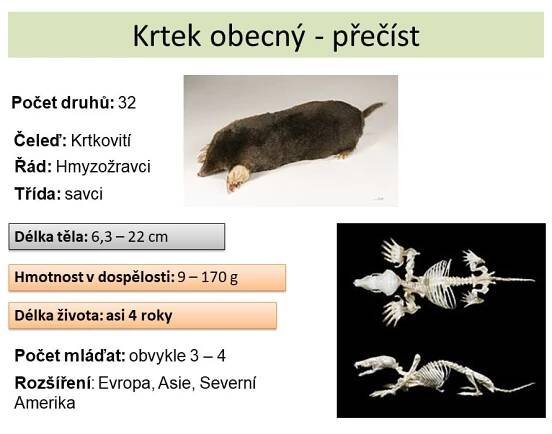 Hmyzožravci – Materiály pro žáky ZŠ