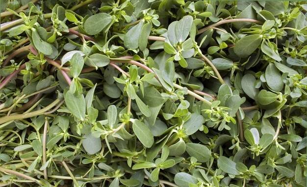 Purslane