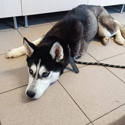 Psi k adopci z útulků, azylů a neziskových organizací