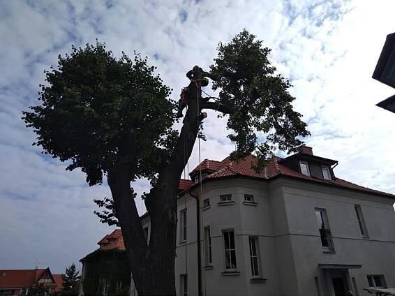 Rizikové kácení stromu: Praha - www.rizikabezrizika.cz