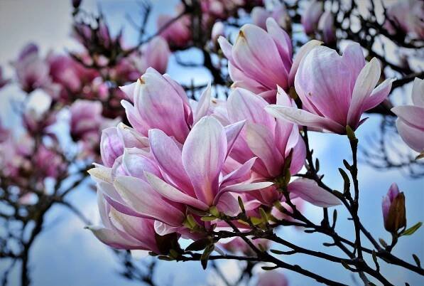Magnólia, Magnolia, Kvitnúce