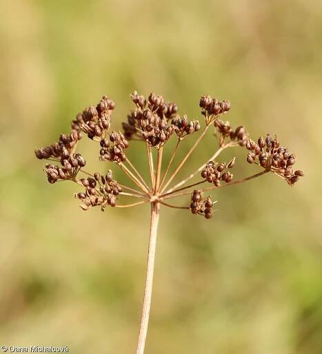 Pimpinella saxifraga – bedrník obecný • Pladias: Databáze české flóry a vegetace