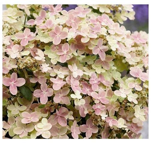 Hydrangea paniculata 'Polestar', hortenzie latnatá, výška sazenice 15-25 cm, kontejner - Zahrada Výstaviště