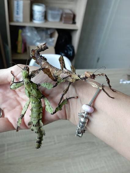 Strašilka australská (PSG 009 - Extatosoma tiaratum) :: Snailsmile
