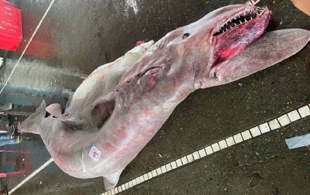 Monstrum z hlubin: rybáři vytáhli z moře vzácného žraloka s hrůznými ...