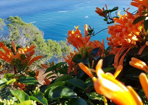 Madeira, ostrov kvetov