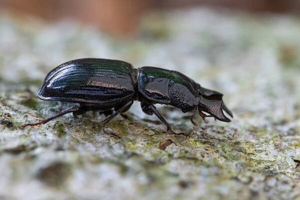 Rydzi: Coleoptera | Ceruchus chrysomelinus - roháček jedlový 