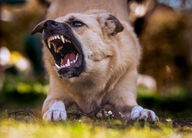 Co ovlivňuje agresivní chování u psů? Výzkum přinesl zajímavé výsledky - Krmeni.cz