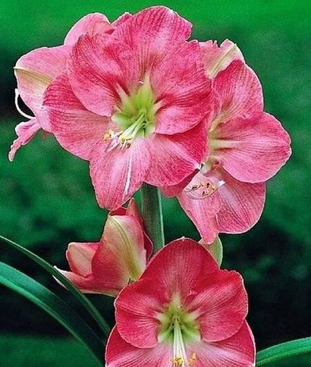 Amarylis, zwartnica, hippeastrum odrůda Susan bílo červená [22-24 cm]