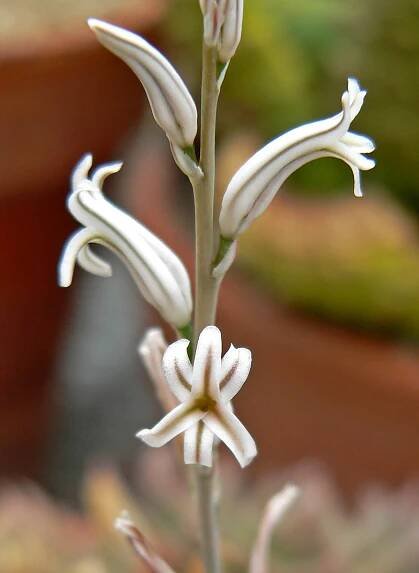 Soubor:Haworthia cymbiformis 2.jpg – Wikipedie
