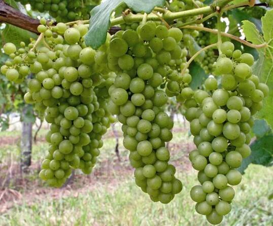 International Sauvignon Blanc Day – May 7th 2021