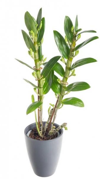 Orchidej Stromobytec, Dendrobium nobile, bílá, skladem | ZAZUMi.cz