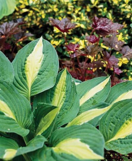 Variegated Hosta with Heuchera and Euonymus