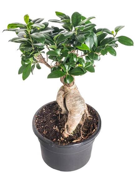 Fíkus, Ficus microcarpa, bonsaj, květináč 18-19 cm, skladem | ZAZUMi.cz