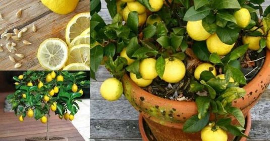 Přestaňte utrácet peníze za nákup předražených citronů a vypěstujte si doma jejich nekonečné zásoby za pár korun