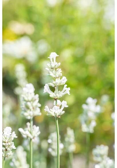 Levandule lékařská (Lavandula angustifolia) "White", 6 ks