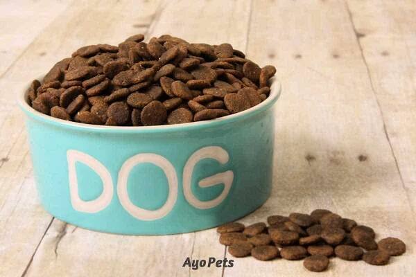 Soaking Dog Kibble: 10 Excellent Reasons Why You Should Do It
