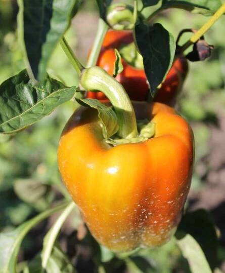 paprika rubika