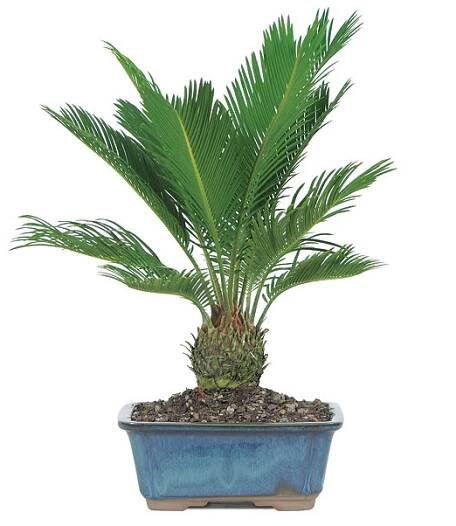 Cykas japonský (Cycas revoluta)