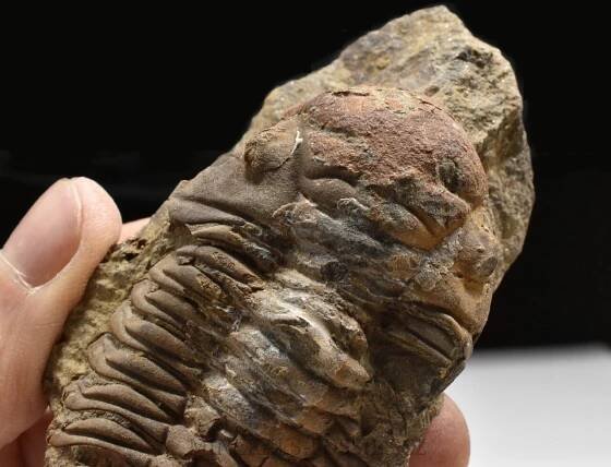 trilobit Dalmanitina cf. proaeva | minerals-fossils.cz