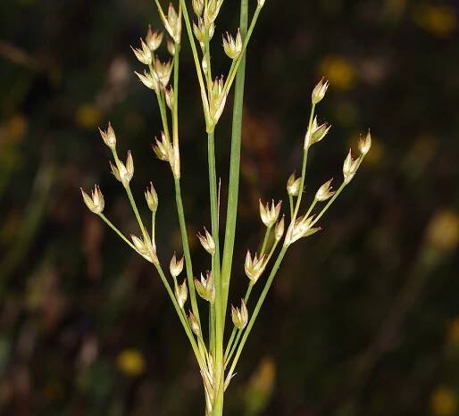 Juncus oxymeris - Wikipedia