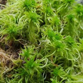 Živý rašeliník (Sphagnum moss) - Green Hunters