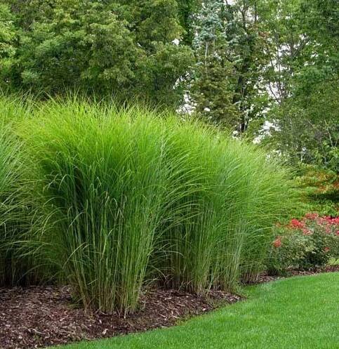Miscanthus sinensis 3 druhy