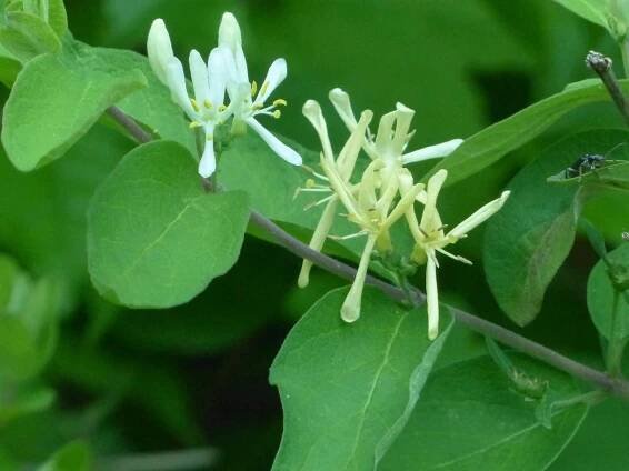 Sightings – Other Plants – Sharon Friends of Conservation