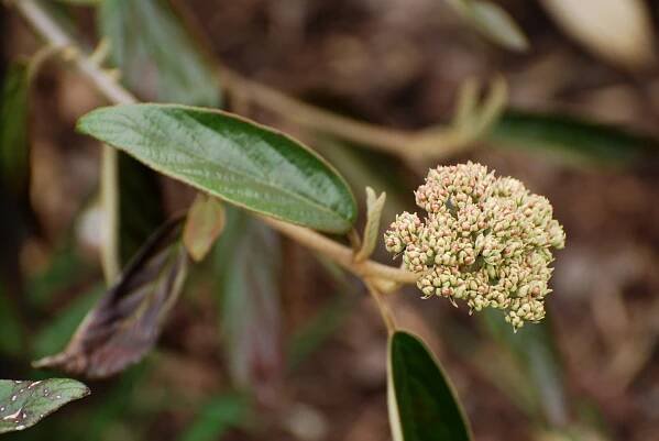 Kalina pražská (Viburnum x pragense)