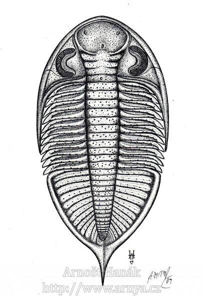 Galerie | TRILOBITI TRILOBITA | Arnošt Hanák
