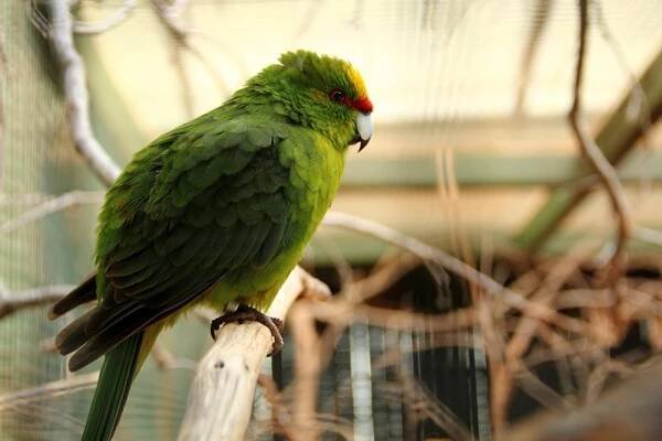 kakariki žlutočelý | Zoo Hluboká 