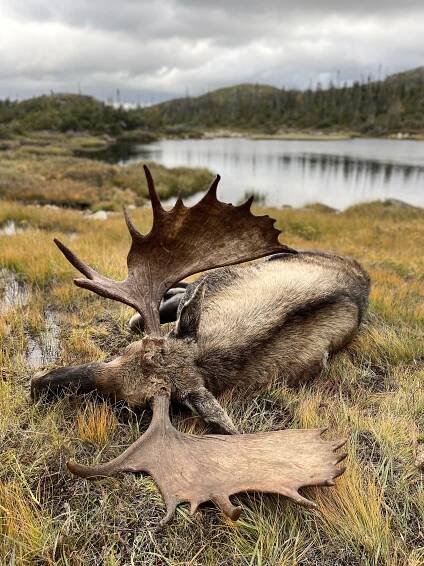 Newfoundland Moose Hunting Guide & Prices - Caribou Valley Outfitters
