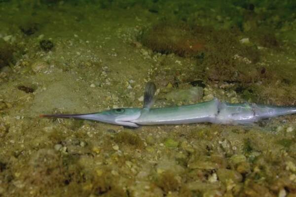 A garfish laying flat on the seafloor 