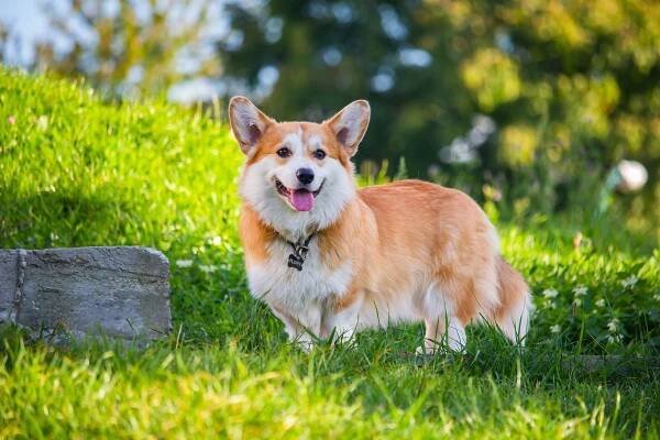 Welsh Corgi Pembroke. Ilustrační snímek