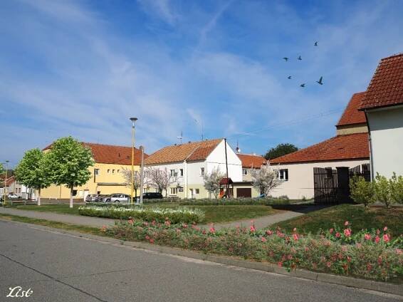Revitalizace veřejné zeleně Brankovice | Městys Brankovice