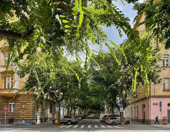 Proč stromy v Praze nefungují? Koruny stromů pokrývají méně plochy než v jiných metropolích