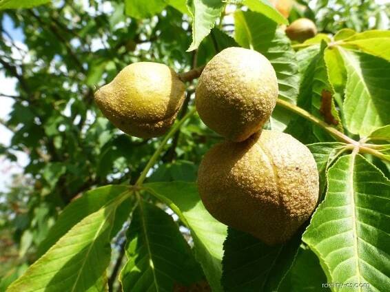 Jírovec Dupontův (Aesculus x dupontii var hessei), plody, plodenství